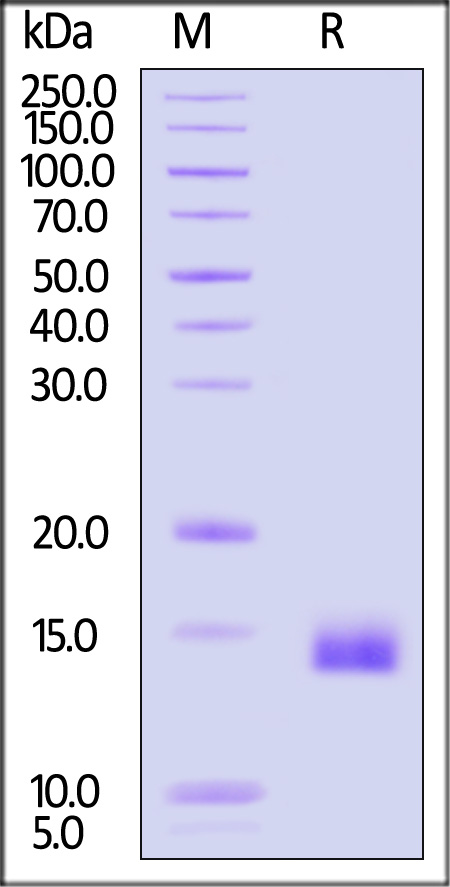 CC4-H5249-sds