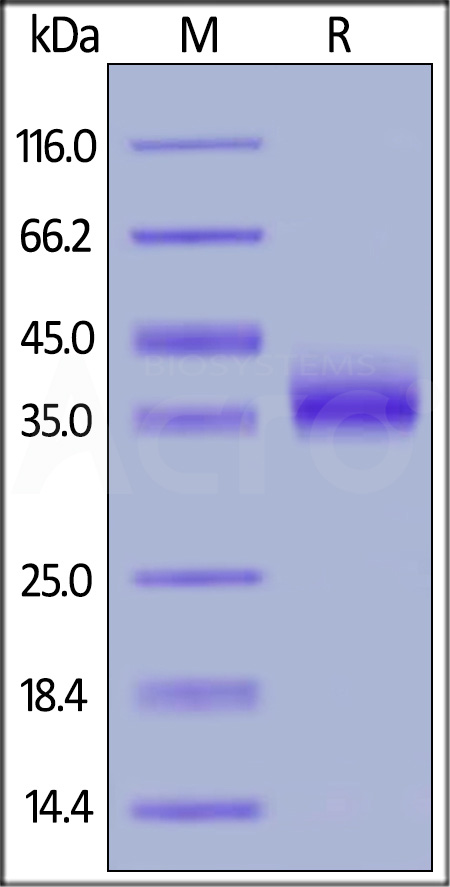 CD2-H5221-sds