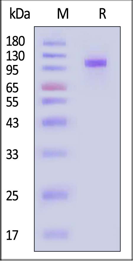 Siglec-2 SDS-PAGE