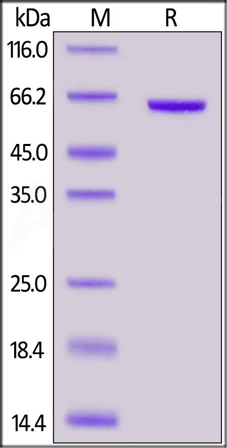 CD3-C52H9-sds