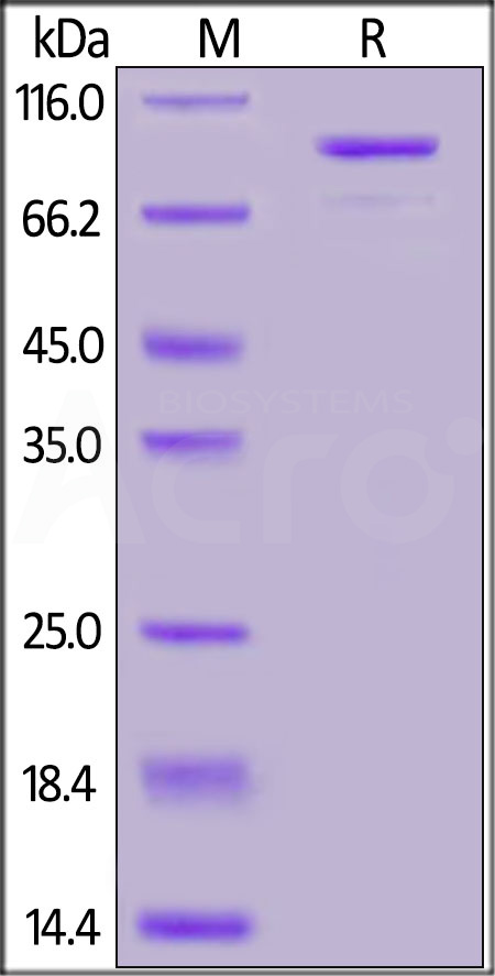 CD3-H5252-sds