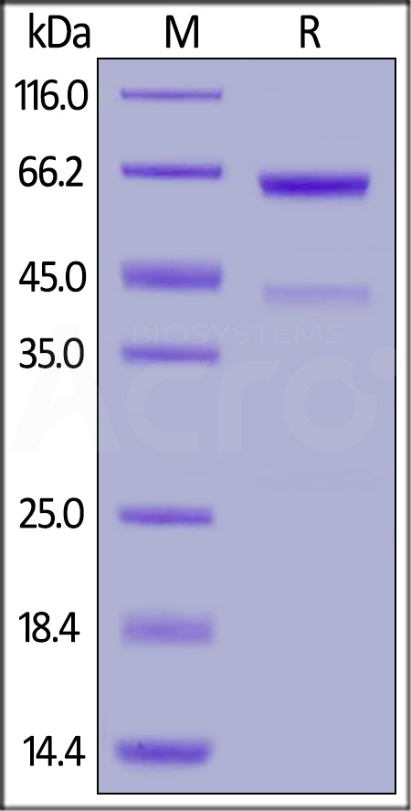 CD73 SDS-PAGE