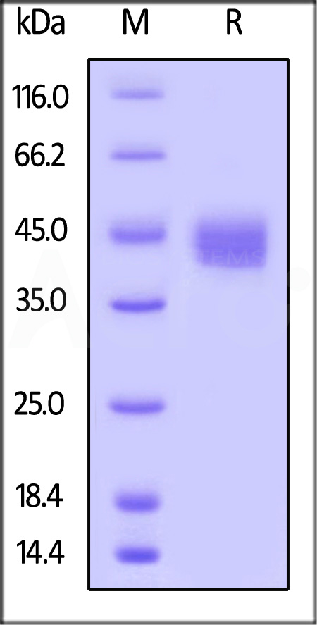 CD23 SDS-PAGE