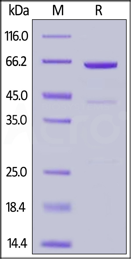 Mouse CD73, His Tag (Cat. No. CD3-M52H9) SDS-PAGE gel