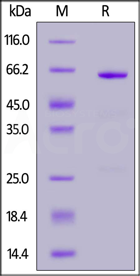 CD3-R52H3-sds