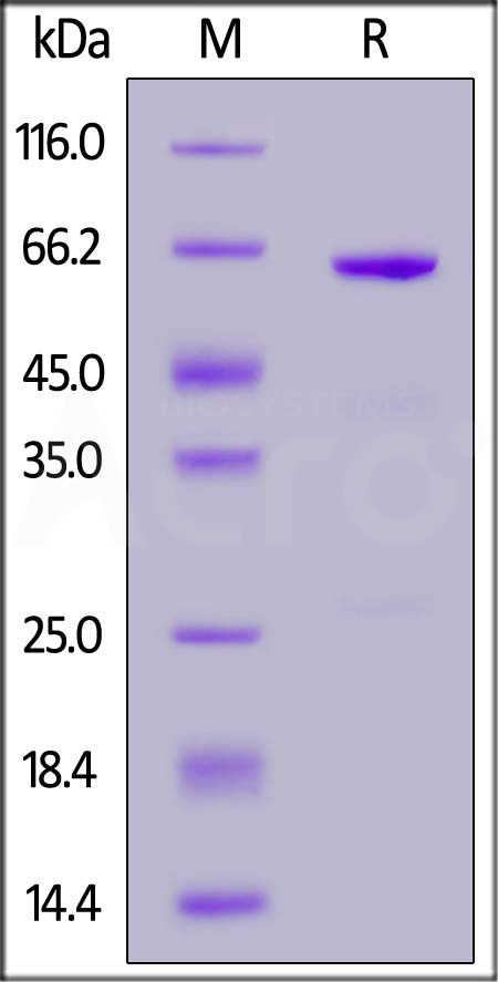 Sus scrofa CD73, His Tag (Cat. No. CD3-S52H3) SDS-PAGE gel