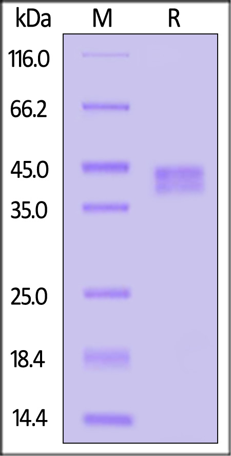 CD4-R52H3-sds