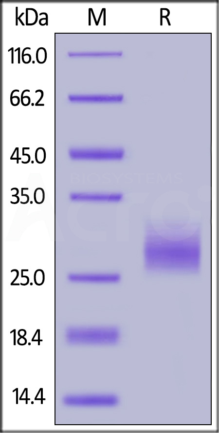 CD5-H52H1-sds