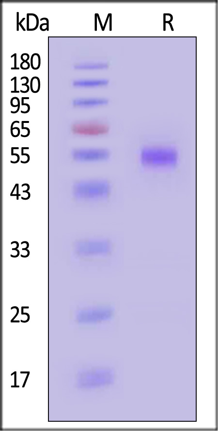 CD6-H5254-sds