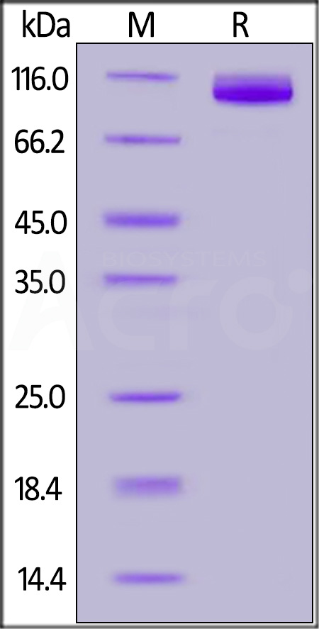 CD6-H5259-sds