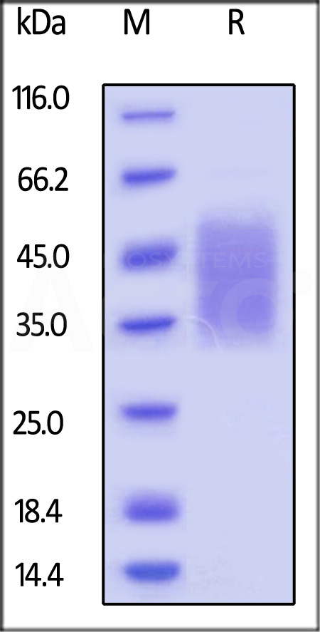 CD47 SDS-PAGE