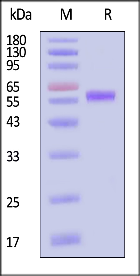 CD7 SDS-PAGE