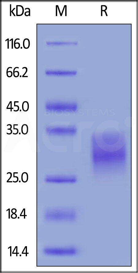 EMMPRIN SDS-PAGE