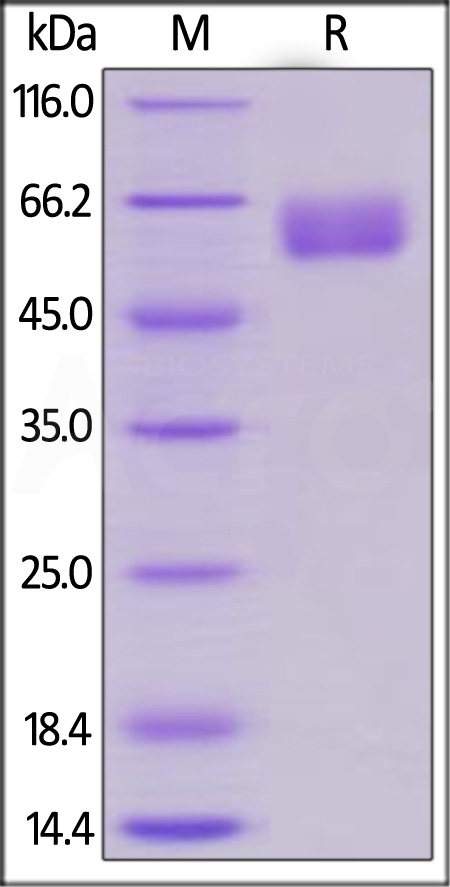 EMMPRIN SDS-PAGE