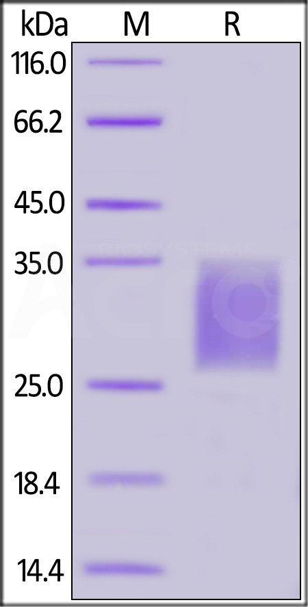 CD7-H52H7-sds