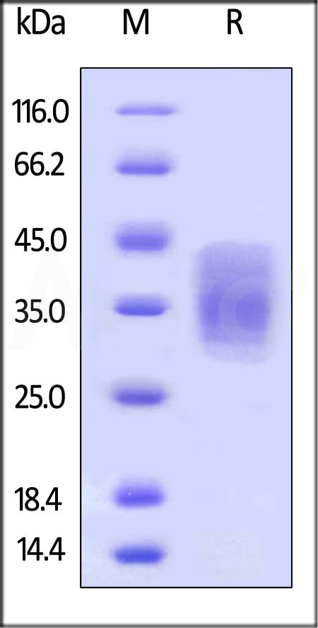 EMMPRIN SDS-PAGE