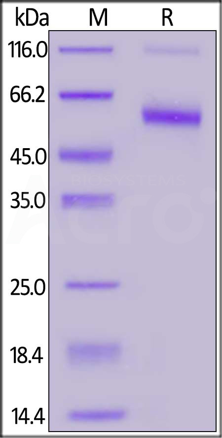 CD7-HF257-sds