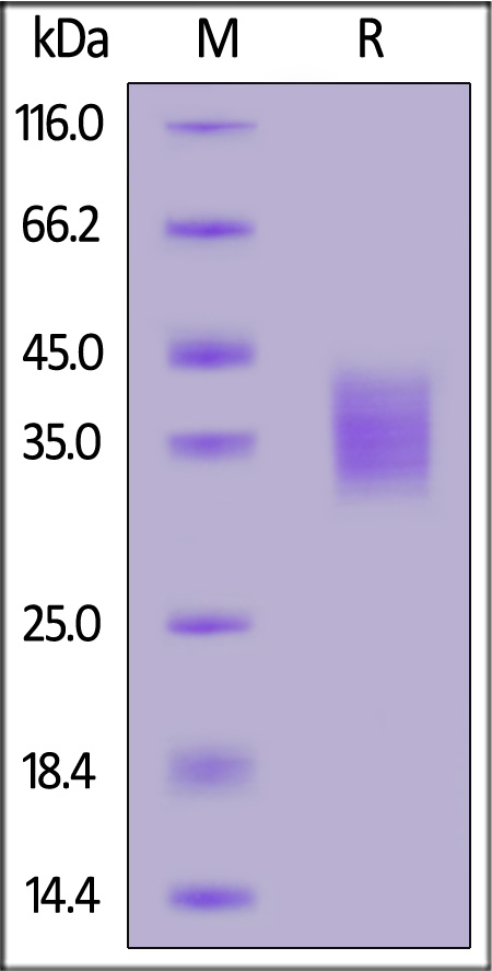 EMMPRIN SDS-PAGE