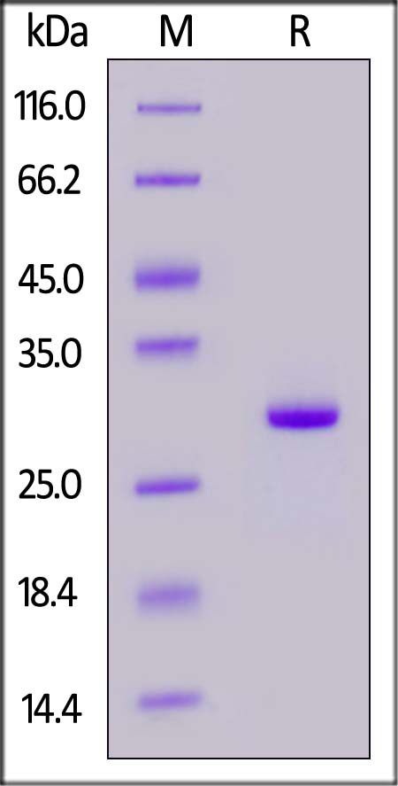 FMC63 SDS-PAGE