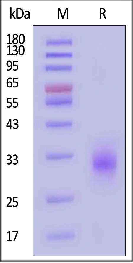 Fc gamma RIIA / CD32a SDS-PAGE