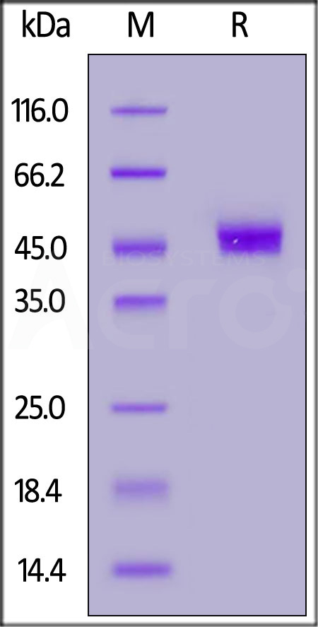 CDA-H5254-sds