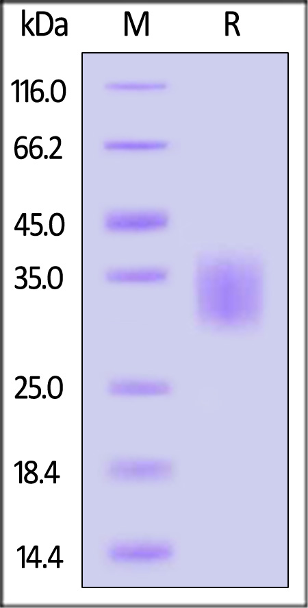 Fc gamma RIIA / CD32a SDS-PAGE