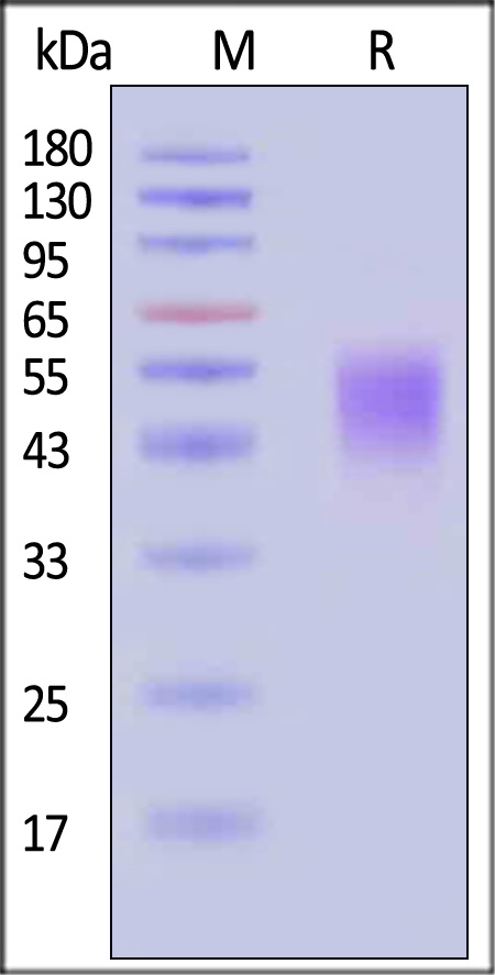 Fc gamma RIIIB / CD16b (NA2) SDS-PAGE