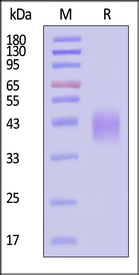 CDB-H82Ea-sds