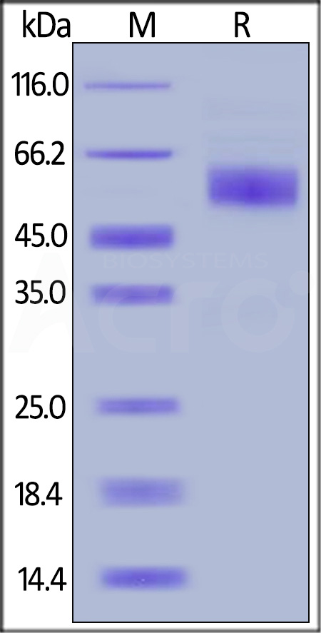 CD3E & CD3D SDS-PAGE