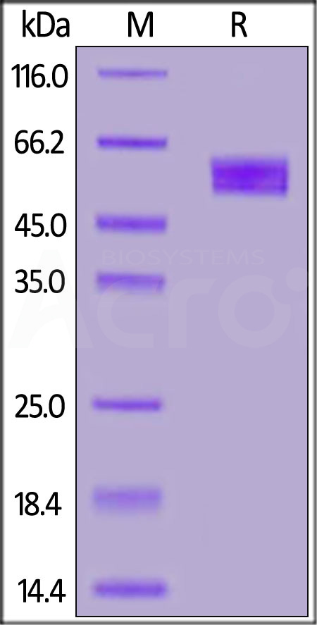 CD3E & CD3D SDS-PAGE