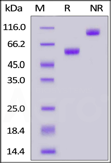 CD3E & CD3D SDS-PAGE