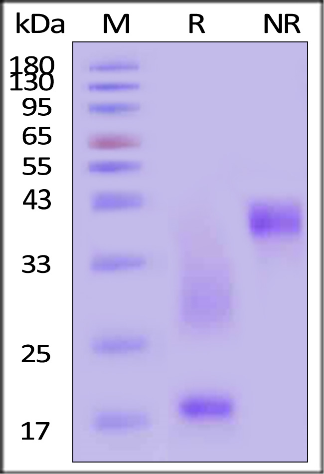 CD3E & CD3D SDS-PAGE