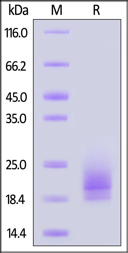 CD3 epsilon SDS-PAGE