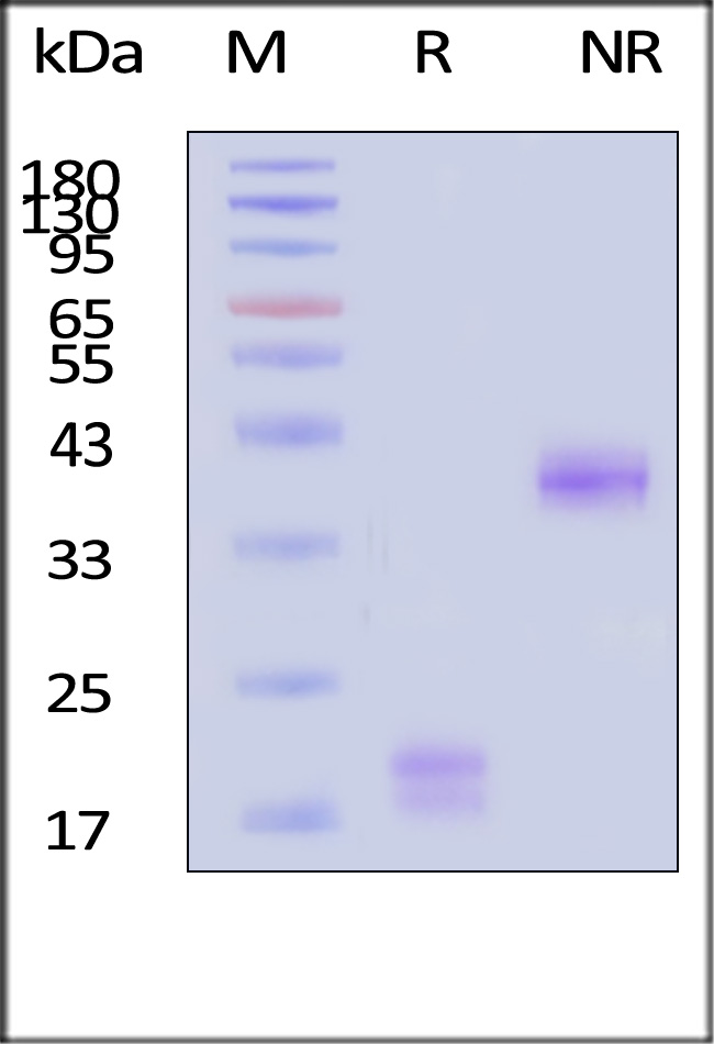 CD3 epsilon SDS-PAGE