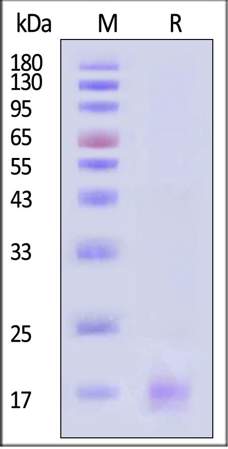 CDE-H82E1-sds