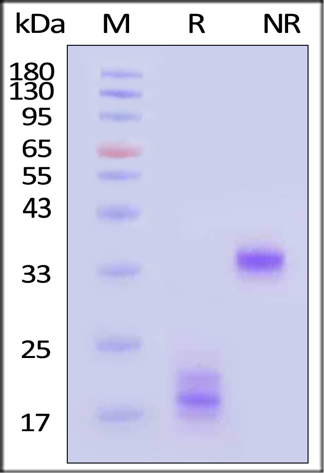 CD3E & CD3G SDS-PAGE