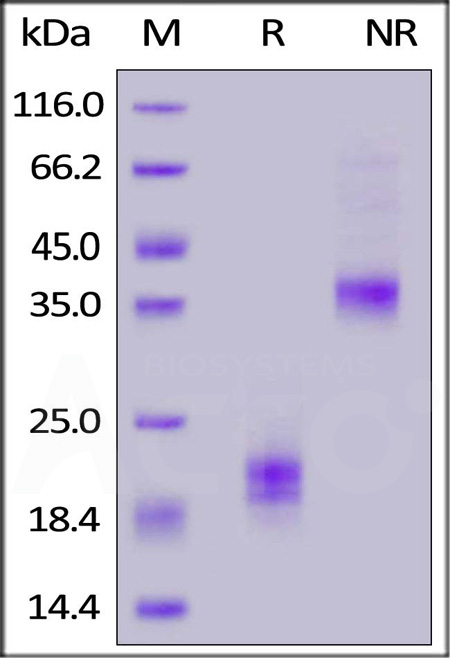 CD3E & CD3G SDS-PAGE