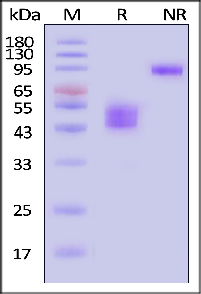 CD3E & CD3G SDS-PAGE