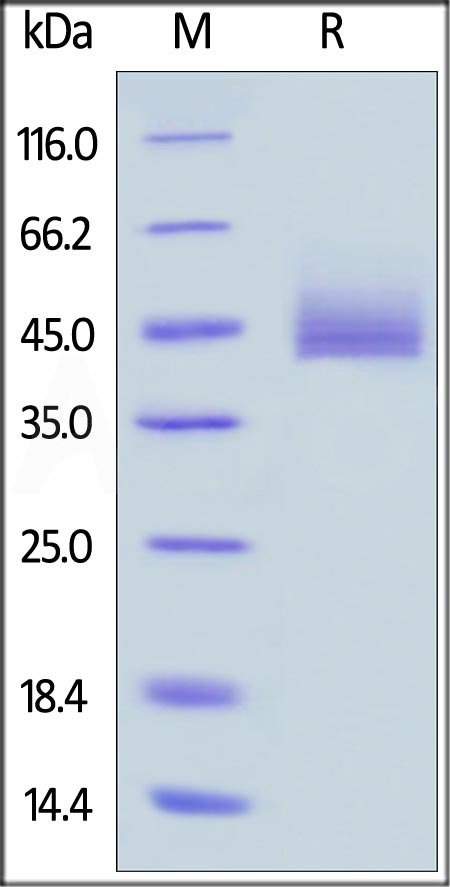 CD3E & CD3G SDS-PAGE