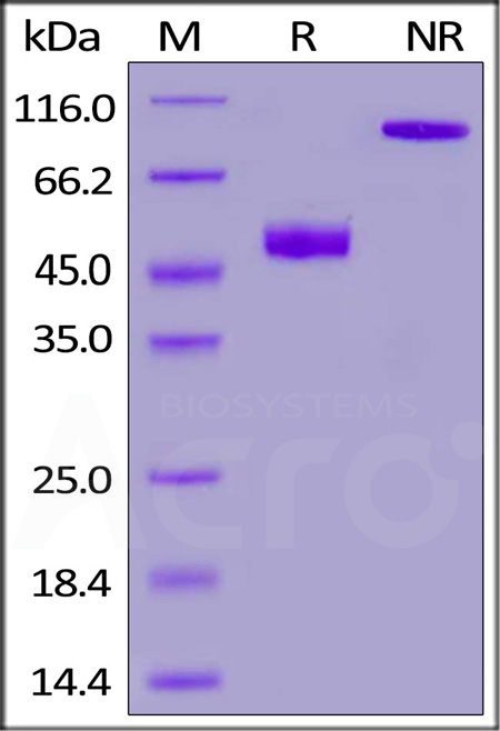 CDG-M52W2-sds