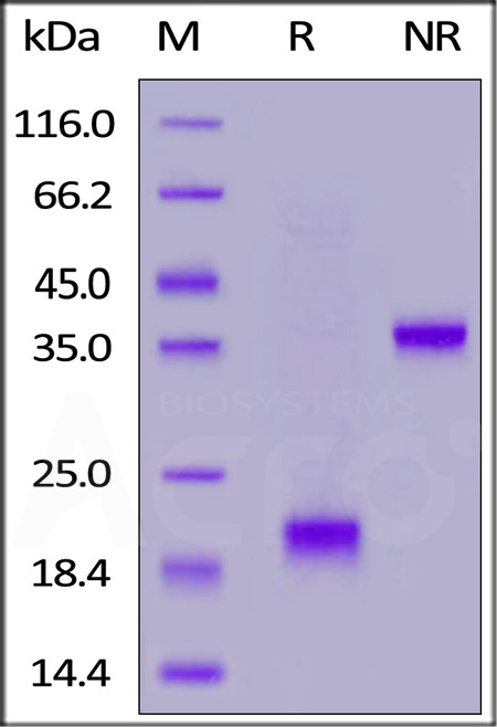 CD3E & CD3G SDS-PAGE