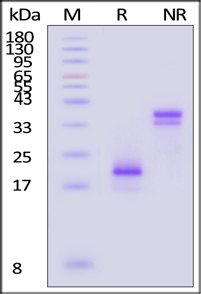 CDG-S52W3-sds