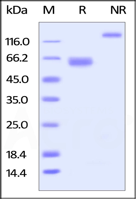 CDK-C5258-sds