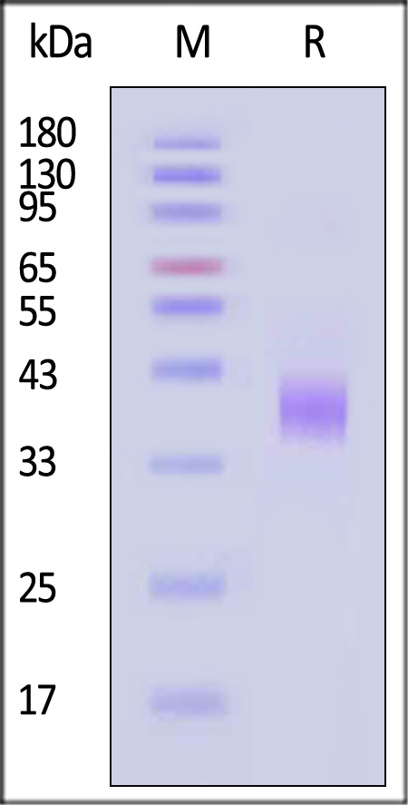 LILRB4 SDS-PAGE