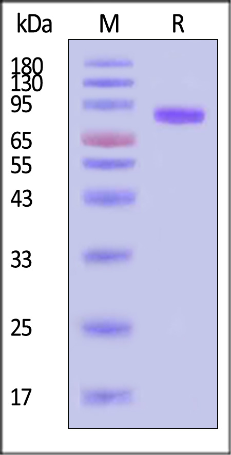 CD40 Ligand SDS-PAGE