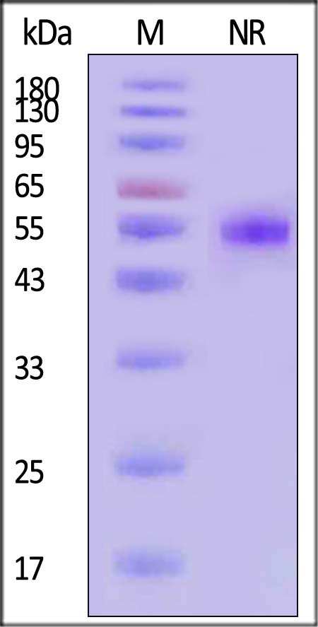 CD27 Ligand SDS-PAGE