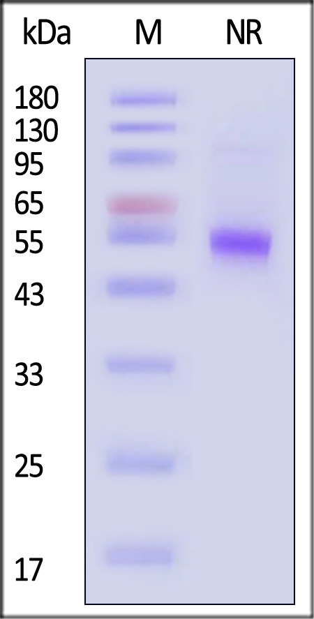 CDL-H52Db-sds