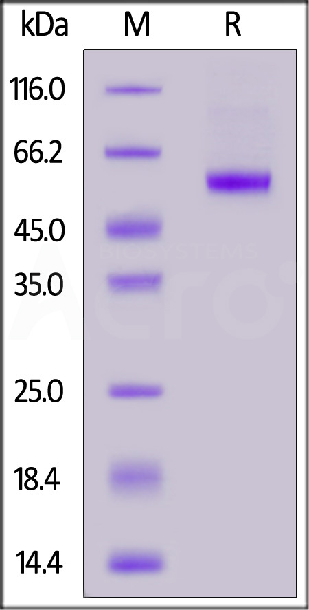 CD40 Ligand SDS-PAGE