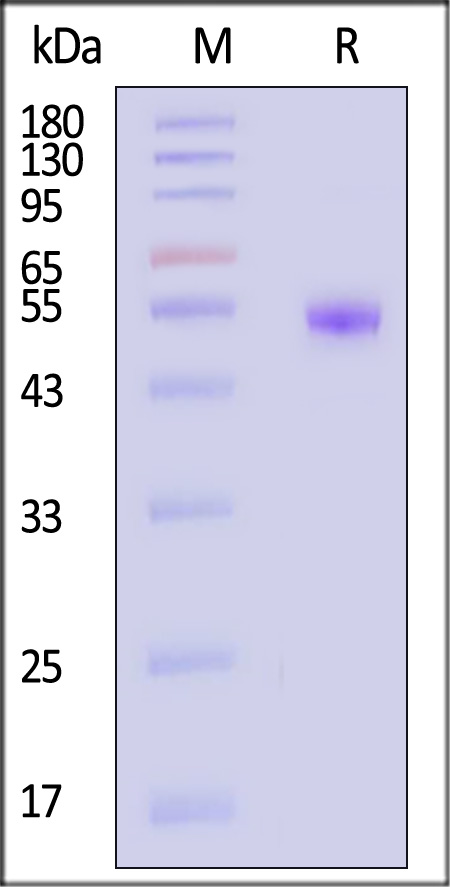 CD40 Ligand SDS-PAGE