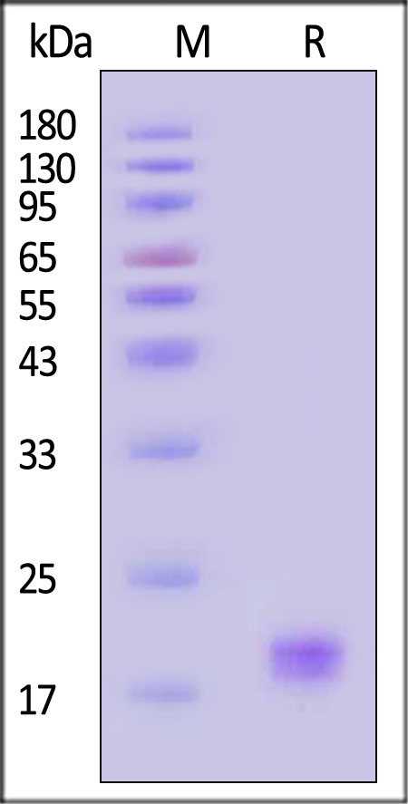 CD40 Ligand SDS-PAGE